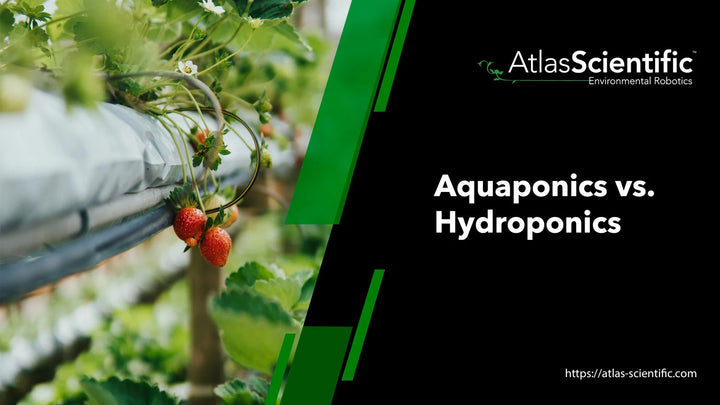 Akuaponik - Hidroponik Karşılaştırması: En İyi Yaklaşım Nasıl Seçilir?